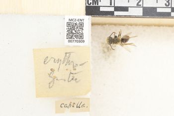 Media type: image;   Entomology 770309 Aspect: Labels